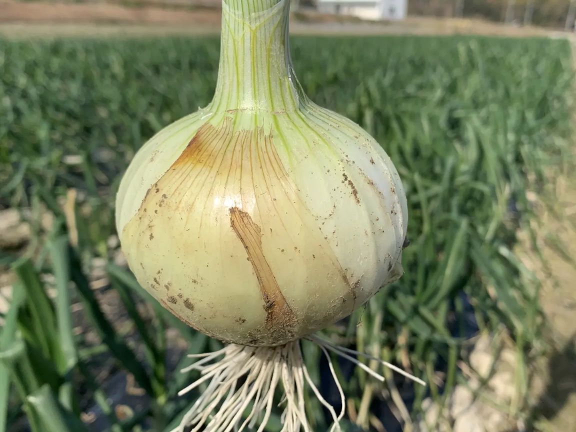 ≪唐辛子系の辛い野菜好き≫おまかせ旬野菜S
