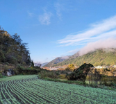 wataya farm