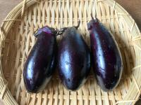 ≪なすの栄養価 ≫ 知られざる健康の宝庫